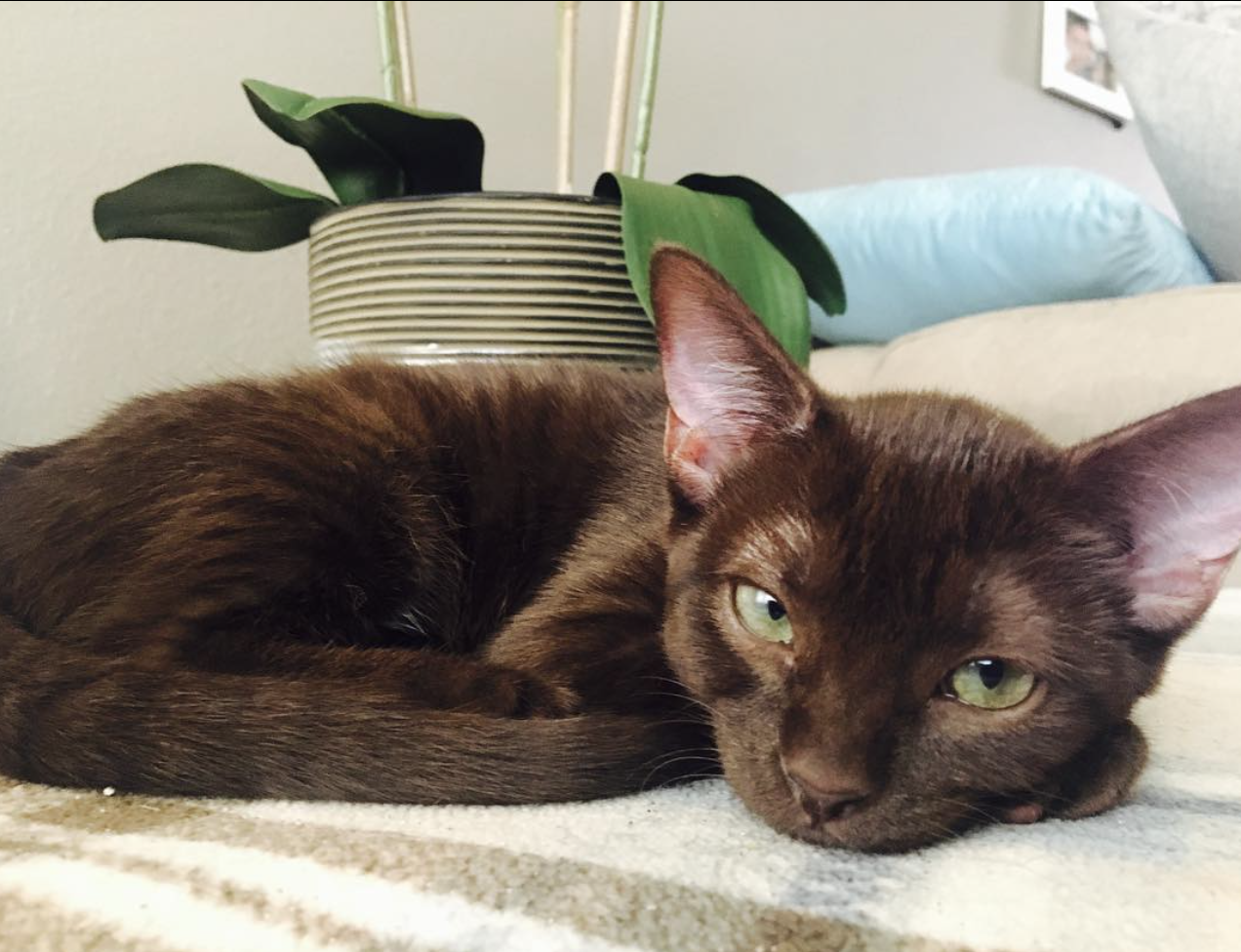 Why the Havana Brown Is the Most Elegant Cat You’ve Never Heard Of!