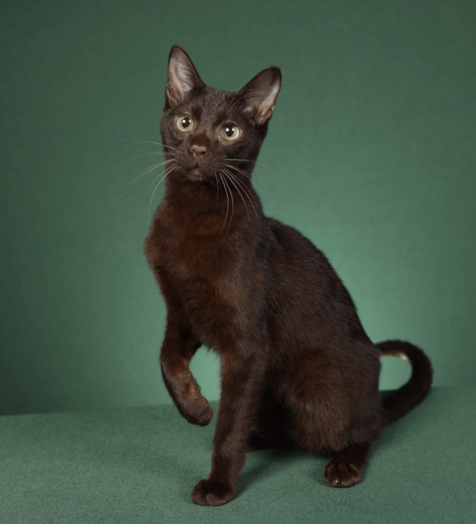 The Havana Brown cat boasts a sleek chocolate coat, vivid green eyes, and a loyal personality, making it an elegant, loving companion.