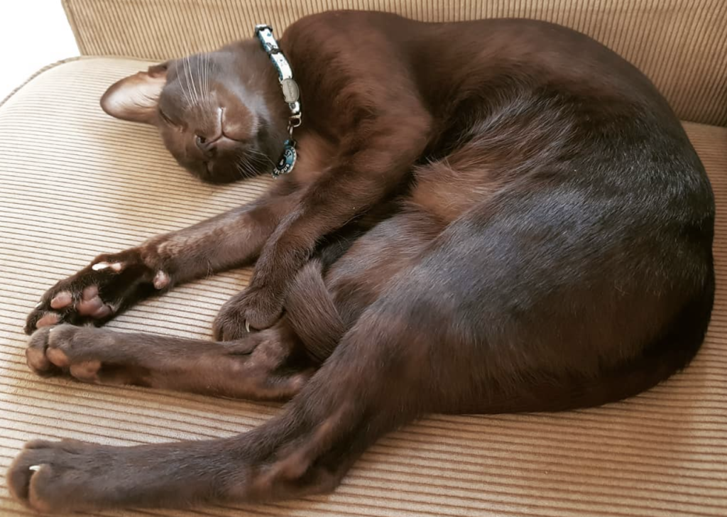 The Havana Brown cat features a stunning chocolate-brown coat, captivating green eyes, and a loving personality, making it a unique companion.