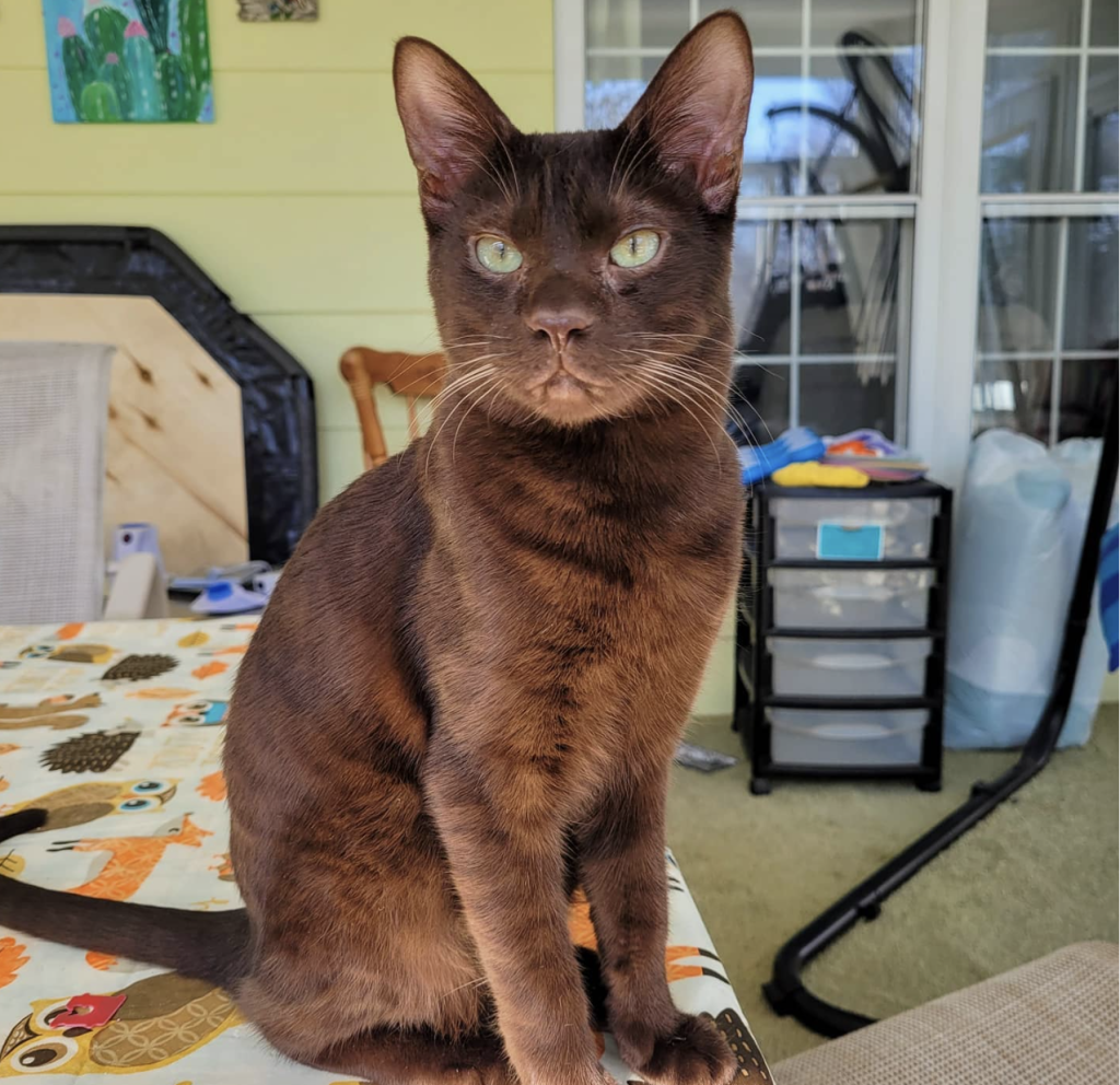 The Havana Brown cat is a striking breed with a rich chocolate coat, vivid green eyes, and a gentle, affectionate temperament.