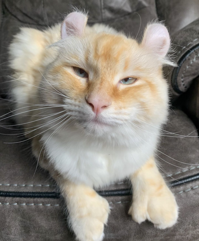 The Highland Cat boasts a luxurious long coat, distinctive folded ears, and a gentle, affectionate nature, making it an ideal companion.