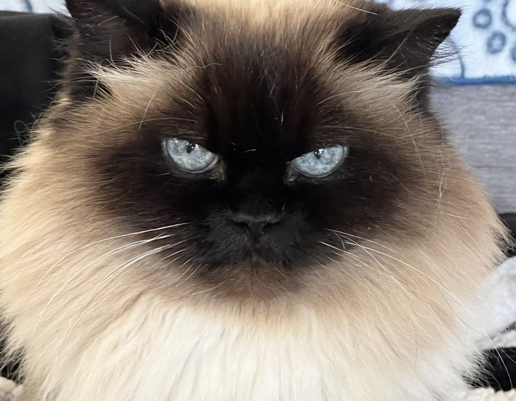 This Gorgeous Cat Breed Is Taking Over Homes – Here’s Why the Himalayan Cat Is So Popular!