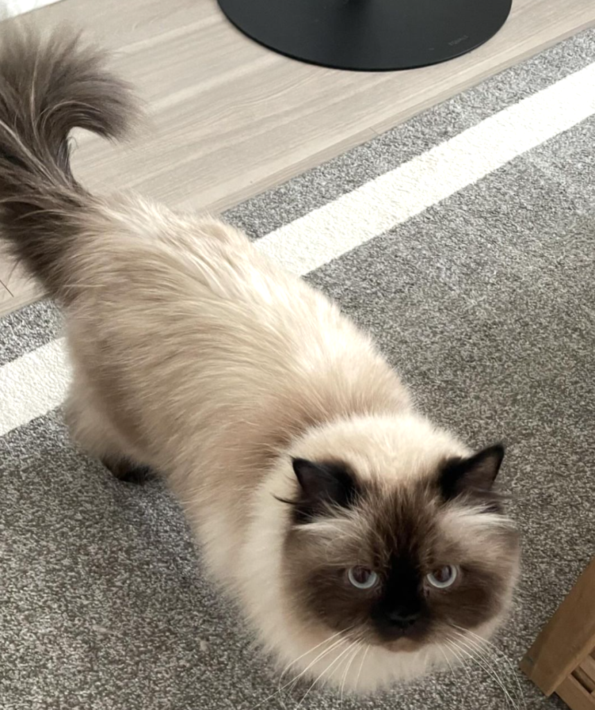The Himalayan cat features a stunning color-point coat, captivating blue eyes, and a gentle, affectionate temperament, making it an ideal companion for any household.