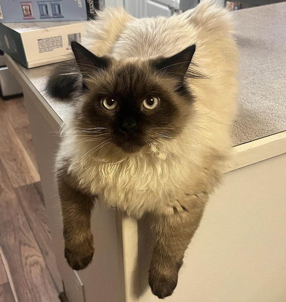 The Himalayan cat boasts a luxurious color-point coat and a calm, affectionate temperament, making it a perfect companion for families and individuals alike.