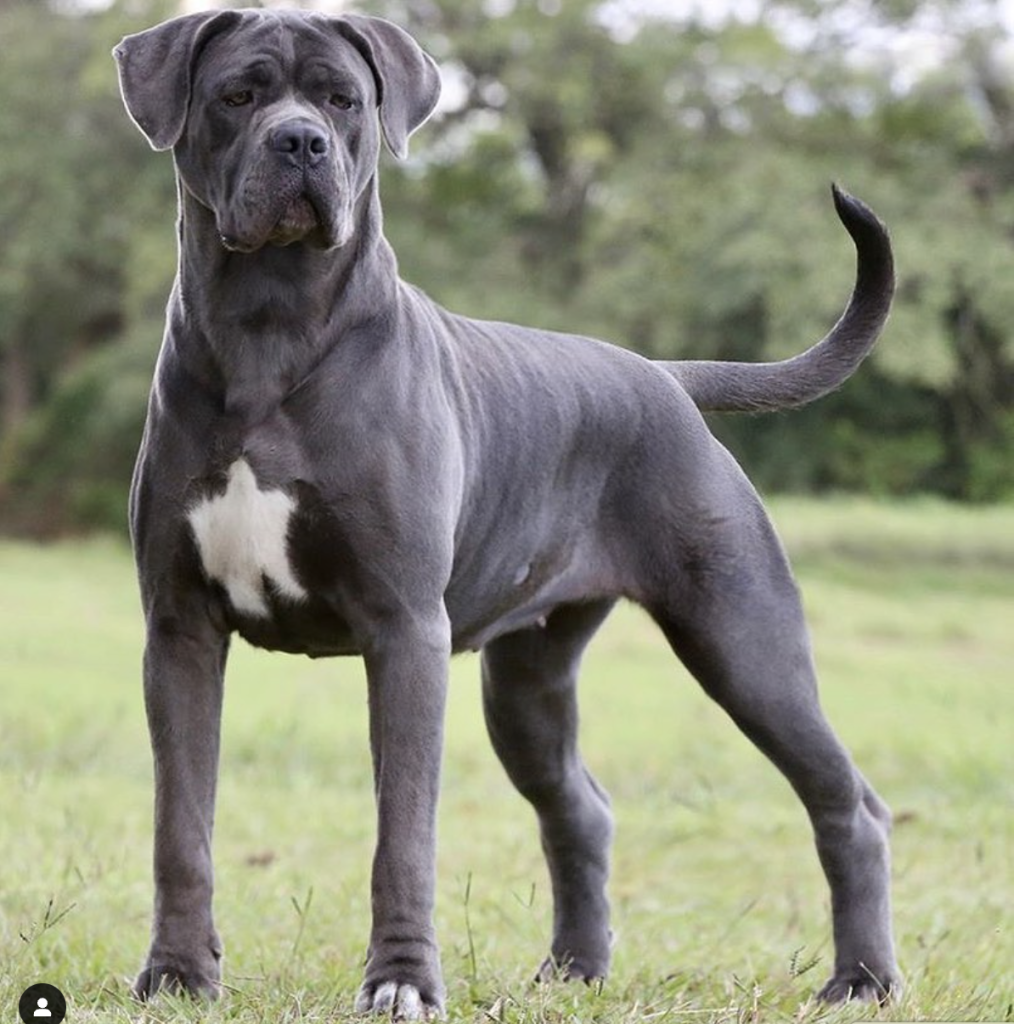 The Cane Corso is a strong, loyal, and intelligent breed, valued for its protective nature, confidence, and excellent guarding skills.