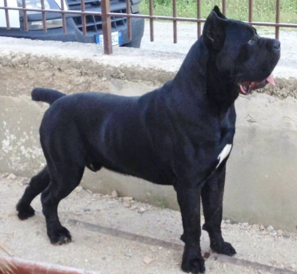 The Cane Corso excels as a guard dog, combining natural protective instincts, loyalty, and confidence with proper training and socialization.