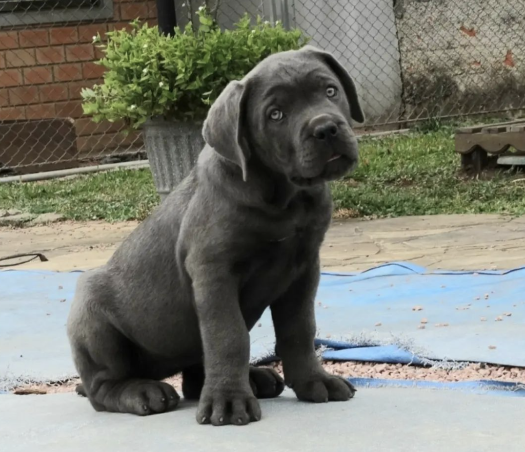 A Cane Corso puppy is playful, energetic, and intelligent, requiring early socialization, consistent training, and plenty of exercise. Their rapid growth and strong instincts mean that guidance from an experienced owner is essential. With proper care, they develop into loyal and protective companions, showcasing their natural guarding abilities even at a young age.