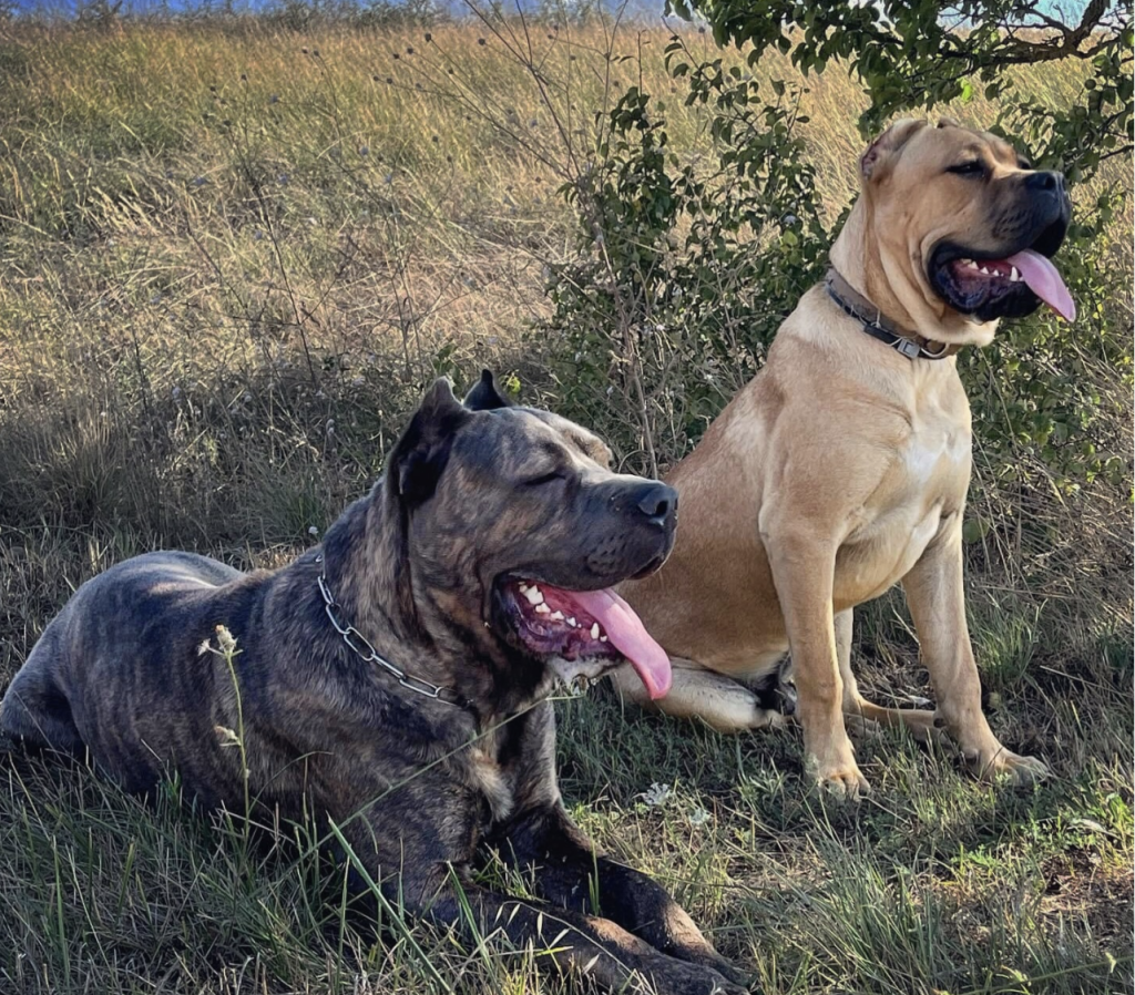 Cane Corsos need regular exercise, including walks, play, and mental challenges, to maintain their health and prevent destructive behavior.