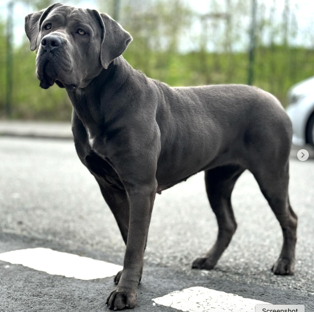 Cane Corsos may face health issues like hip dysplasia, bloat, entropion, and heart disease. Regular vet checkups are essential.