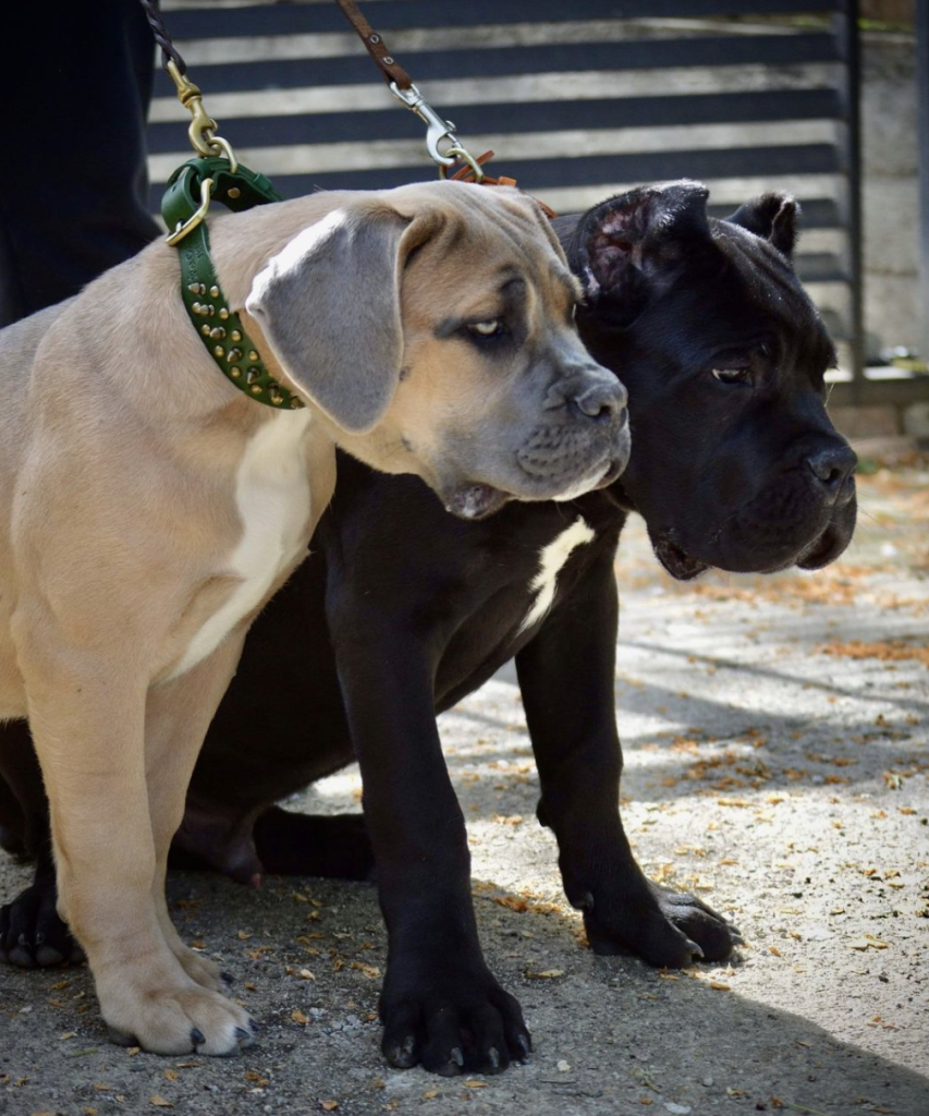 Cane Corsos need early socialization to grow into confident, well-mannered dogs, reducing their natural wariness of strangers.