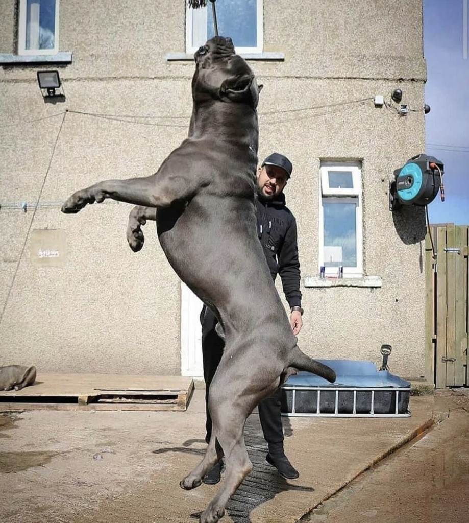 The Cane Corso is a large, powerful breed, standing 23.5 to 27.5 inches tall and weighing 88 to 110 pounds.