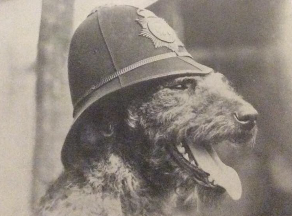 The Airedale Terrier was developed in 19th-century Yorkshire, England, to hunt small game and otters. Known for its versatility, it later became a popular working dog and family companion.