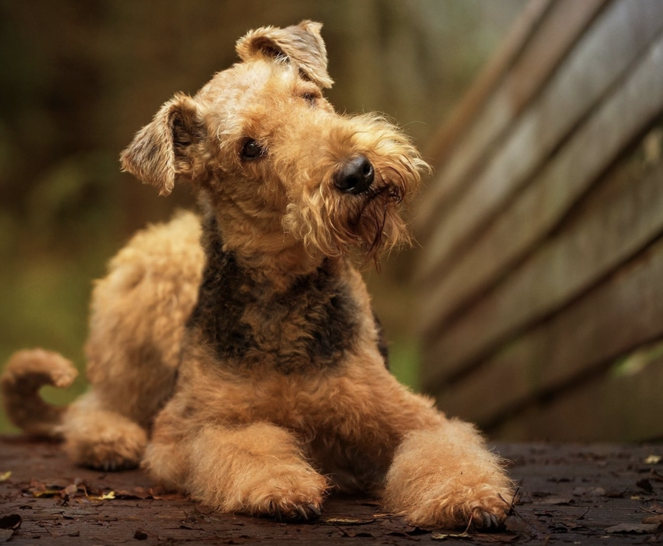 Airedale Terrier: The Loyal, Intelligent Dog You Didn’t Know You Needed!