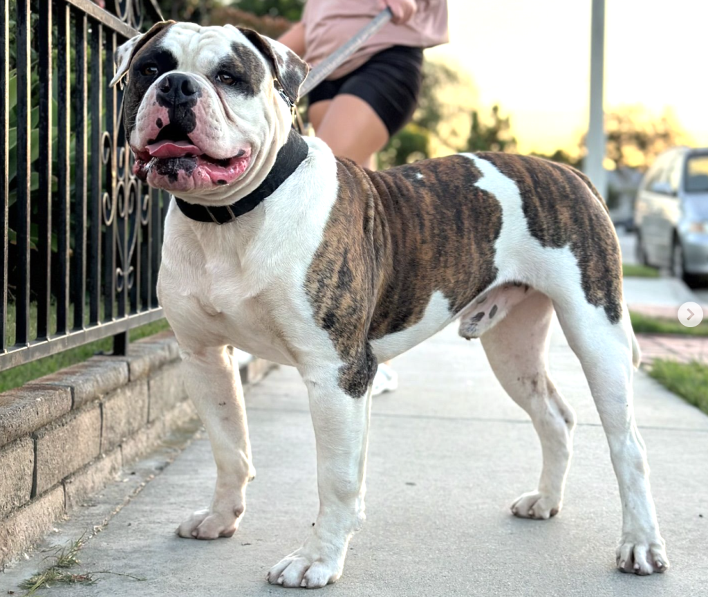 Discover the American Bulldog: a strong, loyal breed known for its protective instincts, affectionate nature, and suitability for active, experienced owners.