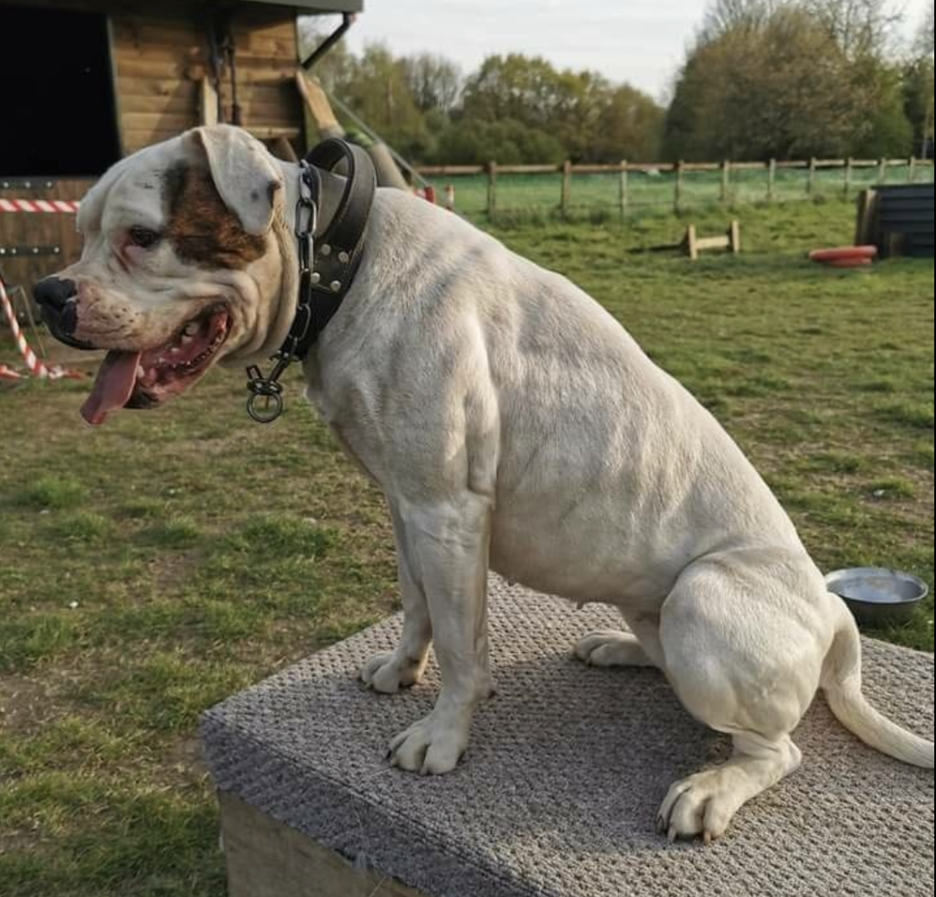 The American Bulldog descends from 17th-century English Bulldogs, brought to America by settlers. Bred as farm dogs for guarding and hunting, they became beloved companions, known for their strength and loyalty.