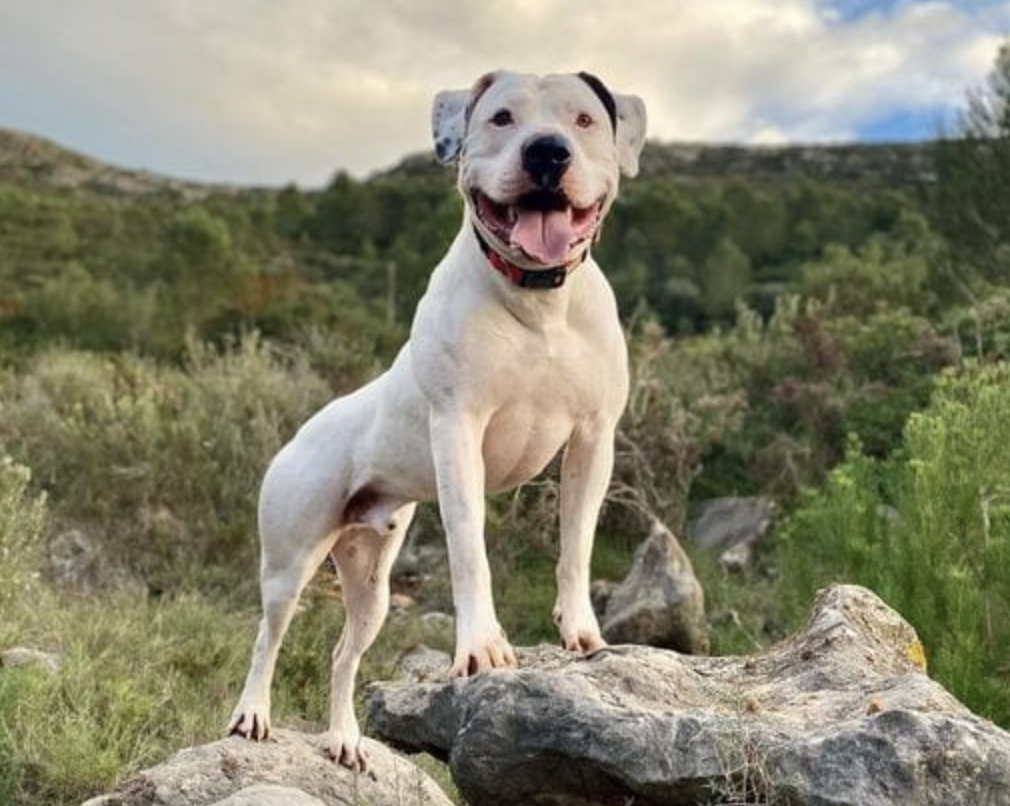 The American Bulldog: Loyal Guardian or Gentle Giant?