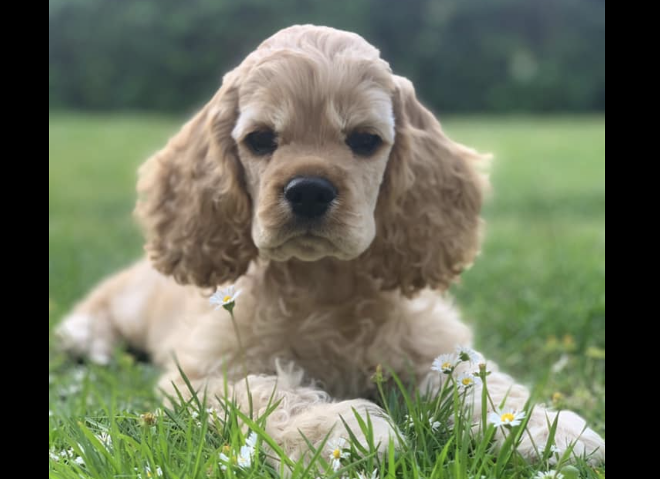 The American Cocker Spaniel: A Loyal and Loving Family Dog