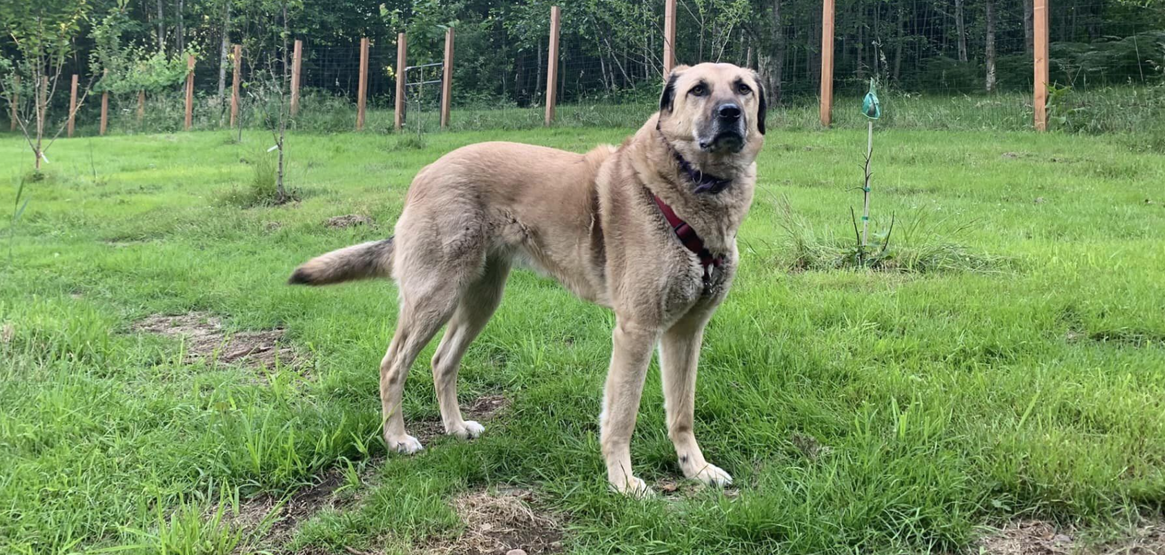 Anatolian Shepherd (Turkish Mountain Dog)