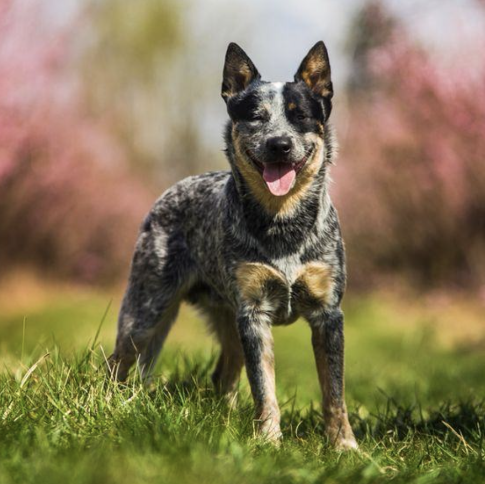 The Australian Cattle Dog originated in 19th-century Australia by crossbreeding herding dogs with Dingoes, Kelpies, and Dalmatians, creating a resilient breed capable of managing cattle across challenging, rugged landscapes.