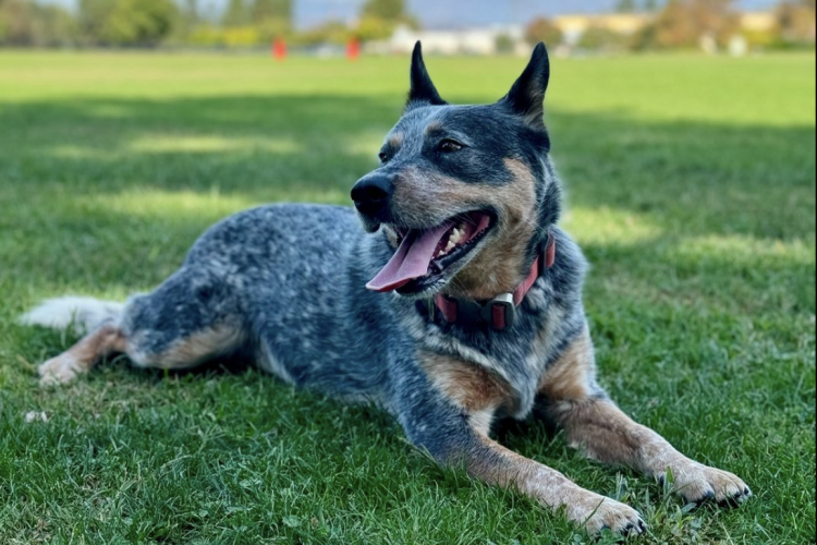 The Australian Cattle Dog: Facts and Information