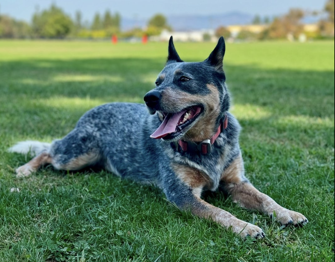 The Australian Cattle Dog: Facts and Information
