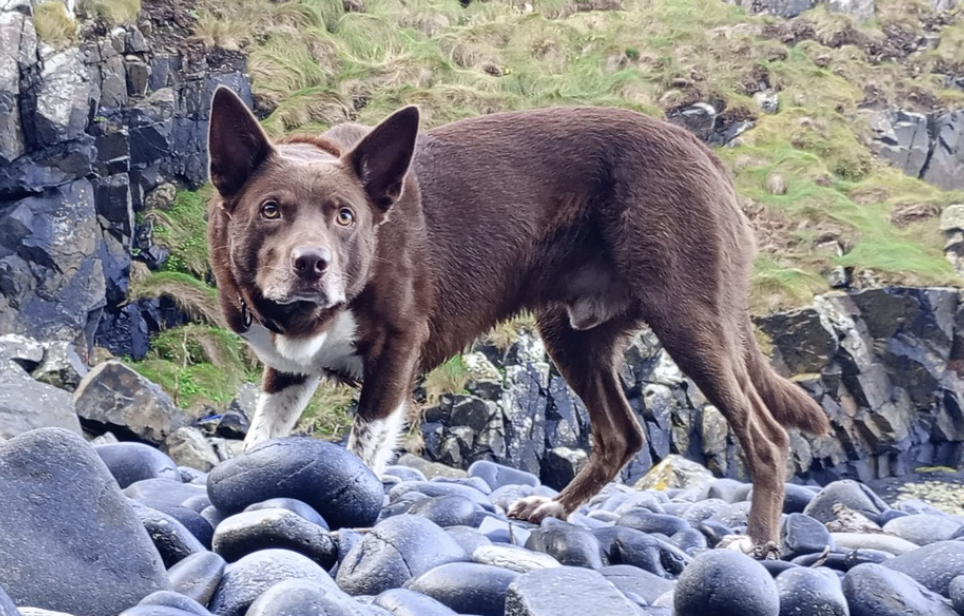 The Australian Kelpie: Why This Energetic Dog Could Be Your Perfect Match!