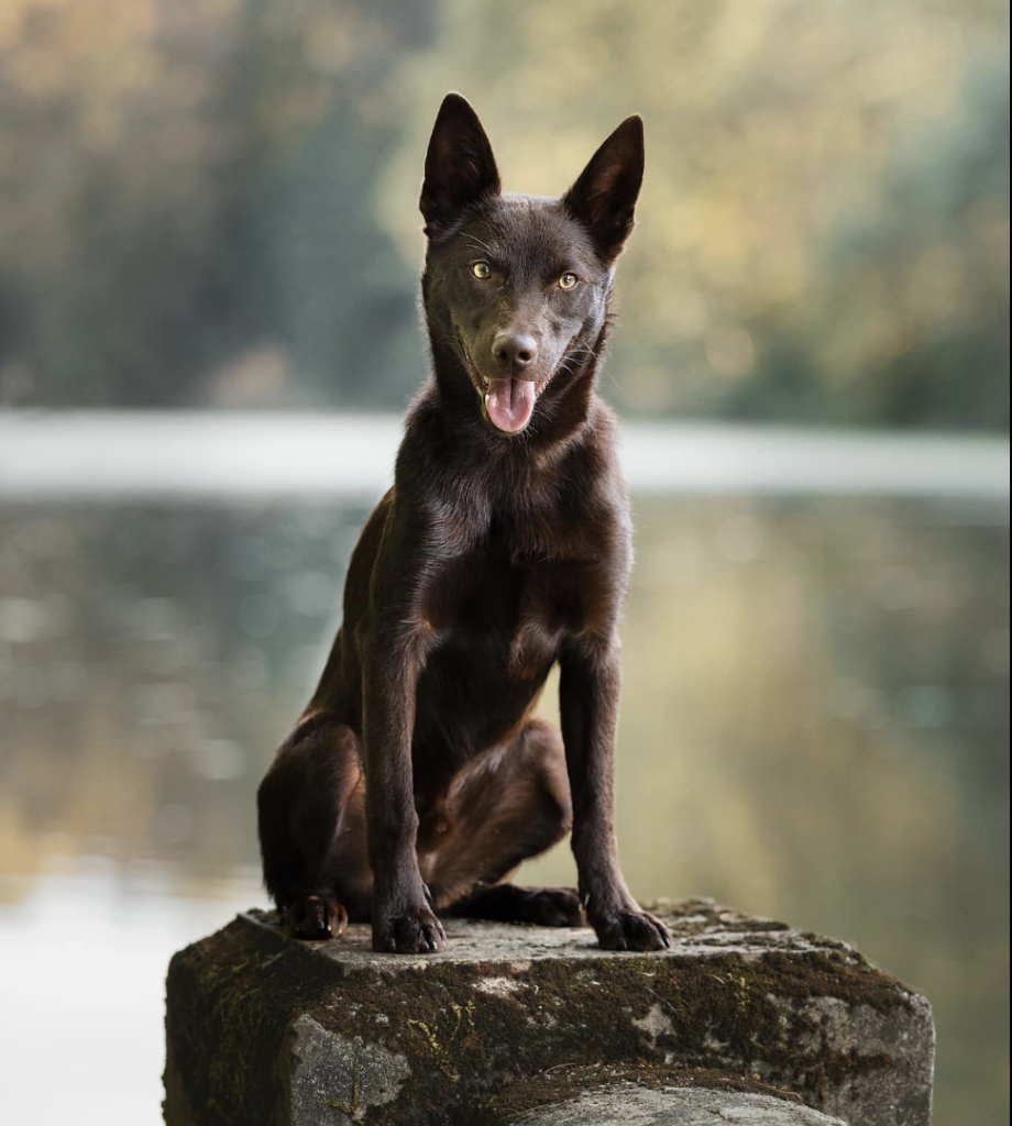 The Australian Kelpie is a highly energetic, intelligent dog bred for herding. Known for their loyalty and independence, they require ample exercise and mental challenges, making them ideal for active lifestyles.