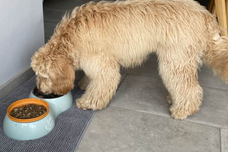Is the Australian Labradoodle the Perfect Family Dog? Find Out the Truth!