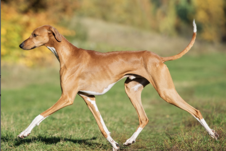 The Azawakh Dog: Grace, Speed, and Loyalty Defined