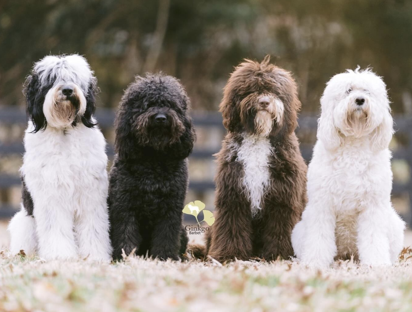 The Barbet: France’s Water-Loving Canine Companion