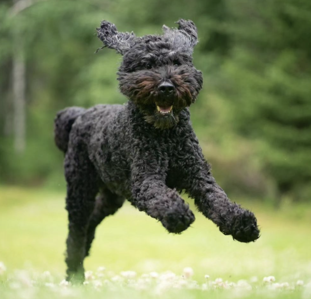 The Barbet dog is an intelligent, friendly breed, ideal for active families, known for its playful nature and love for water activities.