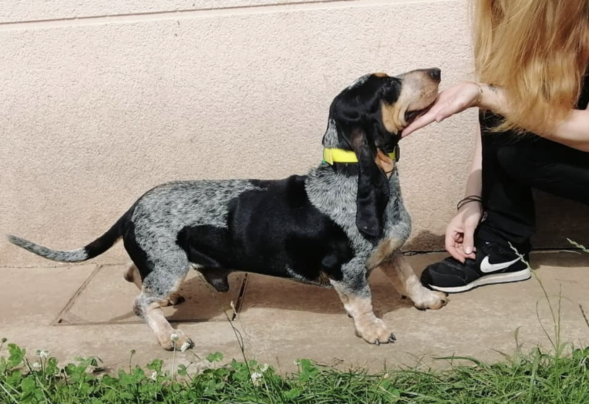 The Basset Bleu de Gascogne: France’s Distinguished, Blue-Speckled Hound