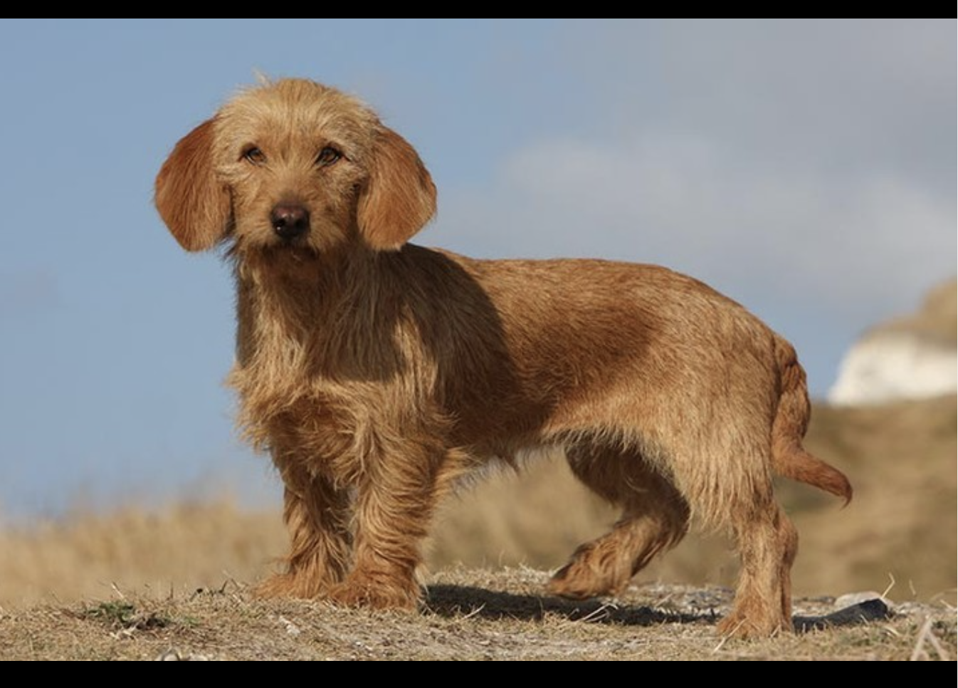 Basset Fauve De Bretagne: The Loyal and Spirited French Companion
