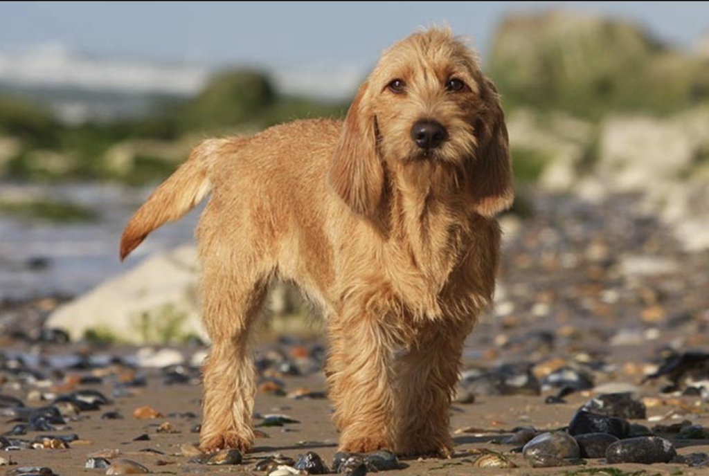 The Basset Fauve De Bretagne is a friendly, low-maintenance French hunting dog, ideal for families and outdoor activities with moderate exercise needs.