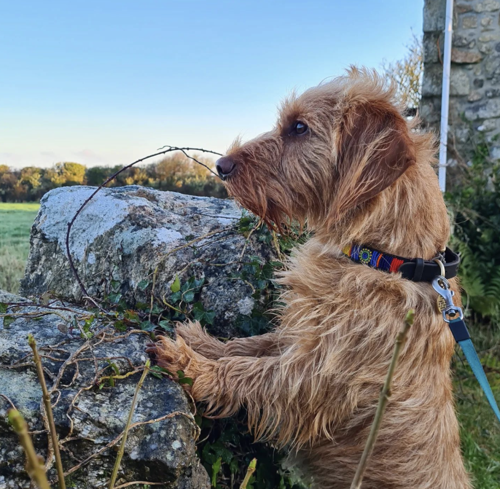 The Basset Fauve De Bretagne, developed in France for hunting small game, faced near extinction after WWII but was revived and remains a beloved, tenacious, and versatile companion today.