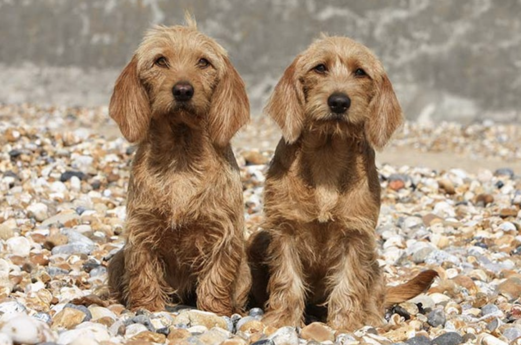 The Basset Fauve De Bretagne is a small, sturdy dog with a compact, muscular build. Standing between 32 to 38 cm at the shoulder and weighing around 14 to 18 kg, it has a distinctive fawn-coloured, wiry coat that is coarse to the touch. Its expressive, dark eyes give it a lively and intelligent appearance, while its long, low-set ears hang down close to the cheeks. The dog’s tail is medium in length, carried high with a slight curve, and its overall look reflects its endurance and rugged charm, built for hunting in tough terrain.