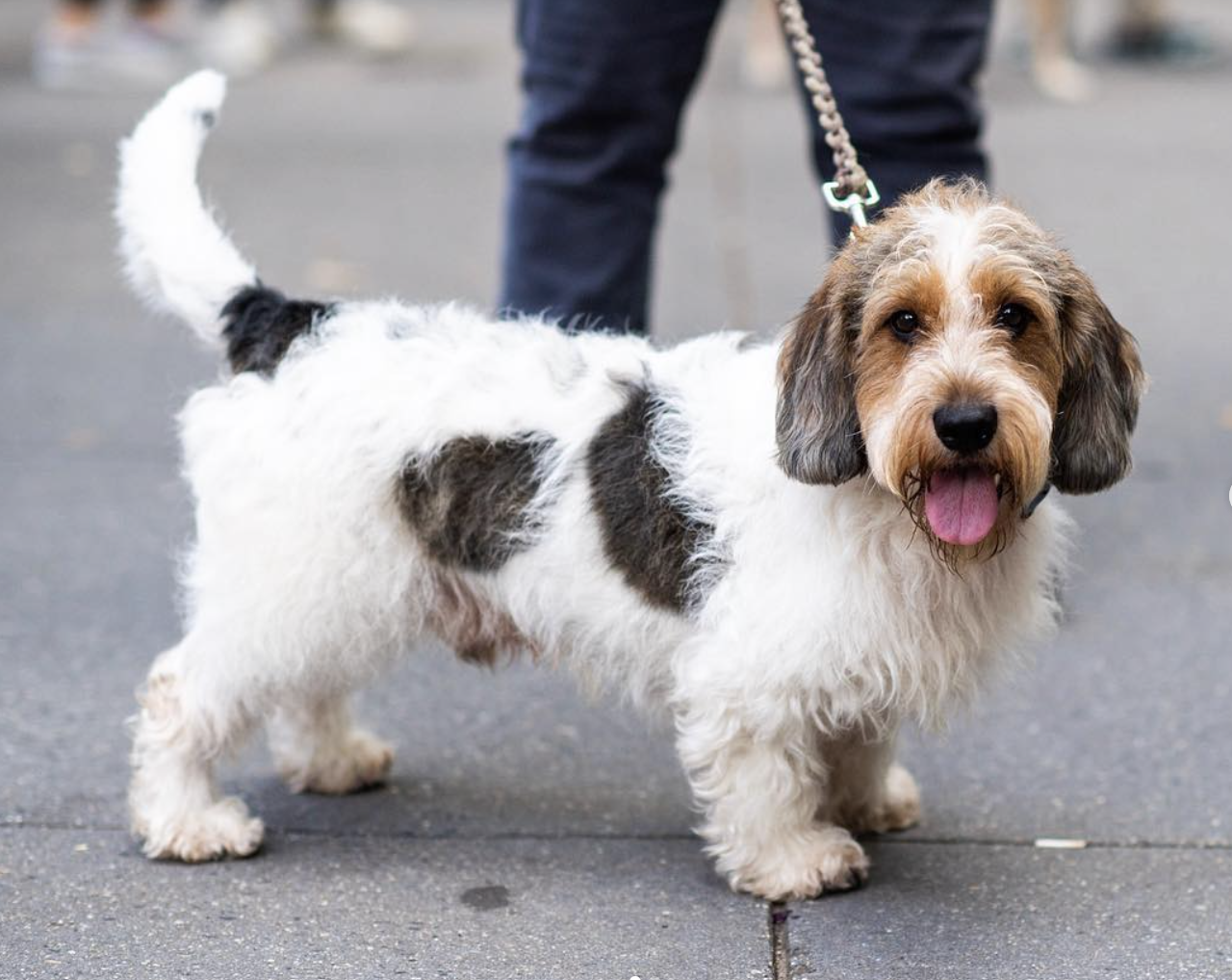 Basset Griffon Vendéen: The Spirited French Hound with a Heart of Gold