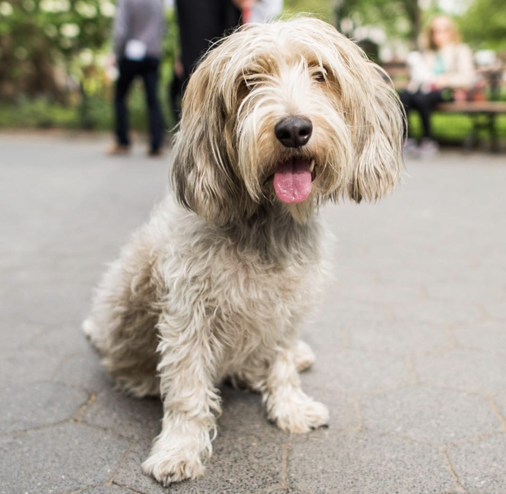The Petit Basset Griffon Vendéen (PBGV) and Grand Basset Griffon Vendéen (GBGV) differ in size and temperament. The Petit is lively and compact, while the Grand is larger and more composed.