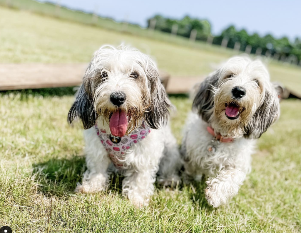 The Basset Griffon Vendéen features a rough, tousled coat, soulful eyes, and long, floppy ears. Its sturdy body, pronounced eyebrows, and bearded muzzle create an endearing, rustic look.