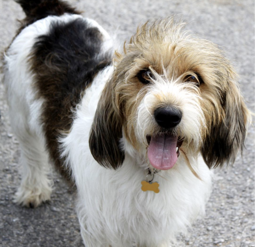 The Basset Griffon Vendéen is lively, outgoing, and affectionate. This breed loves adventure and social interactions, displaying both loyalty and a playful spirit, making it an ideal family companion.