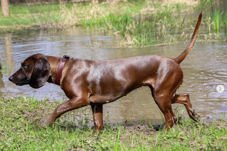 Bavarian Mountain Hound Breed Information