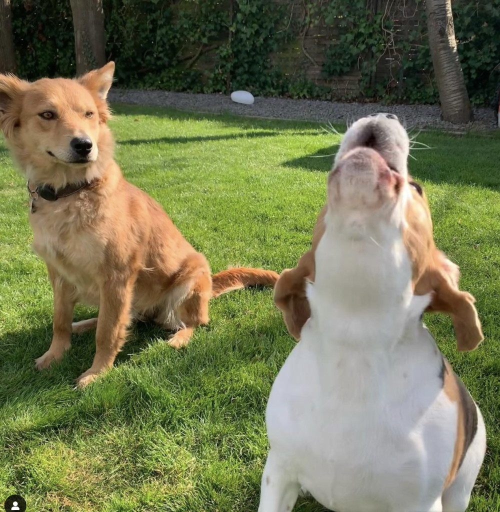 Beagles are famous for their loud, expressive howling, rooted in their hunting background. This vocalisation often occurs when they’re excited, seeking attention, or sensing a scent, reflecting their social nature.