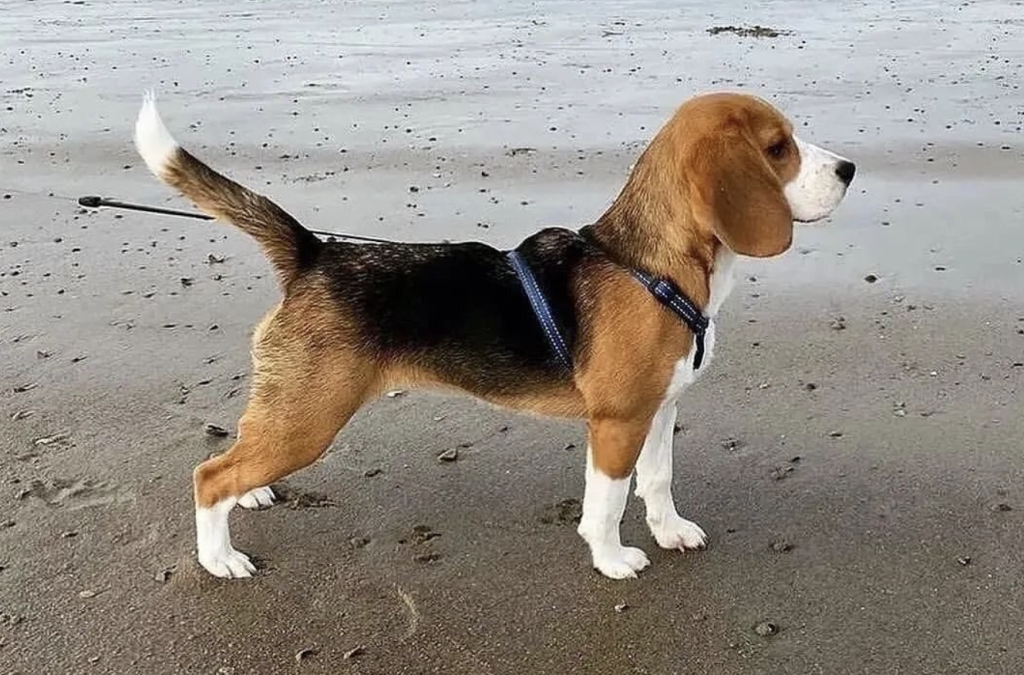 Beagles are small, muscular dogs with expressive brown eyes, long floppy ears, and a sleek, short coat. Typically tricolour or bicolour, they have an alert and friendly appearance.