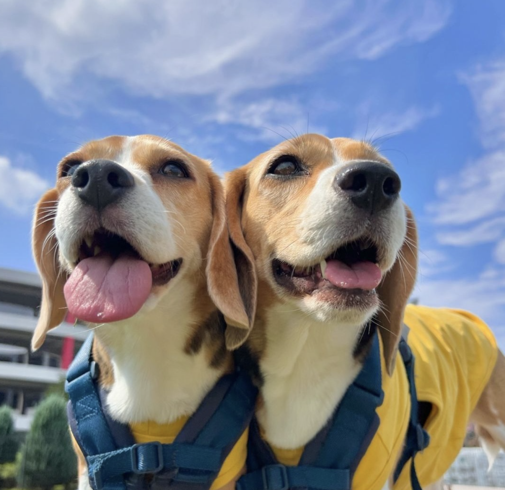 Beagles are friendly, loyal, and curious dogs, making them great family companions. They’re social with people and pets, intelligent, yet occasionally stubborn due to their strong instincts and independent streak.