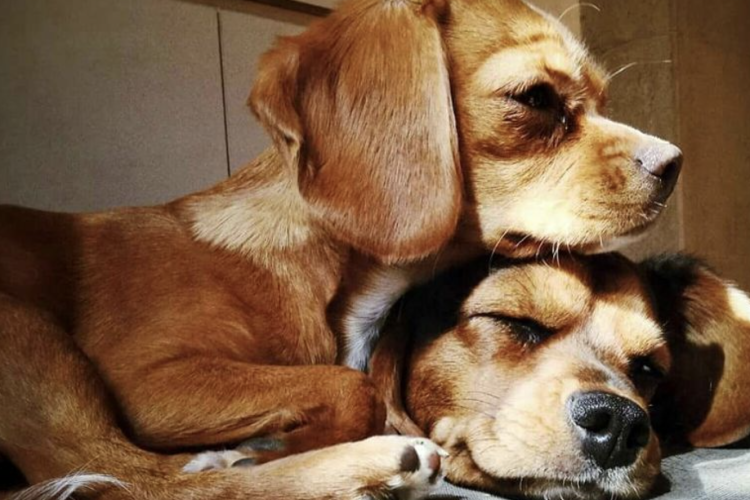 The Beaglier: The Complete Guide to a Loving and Playful Companion