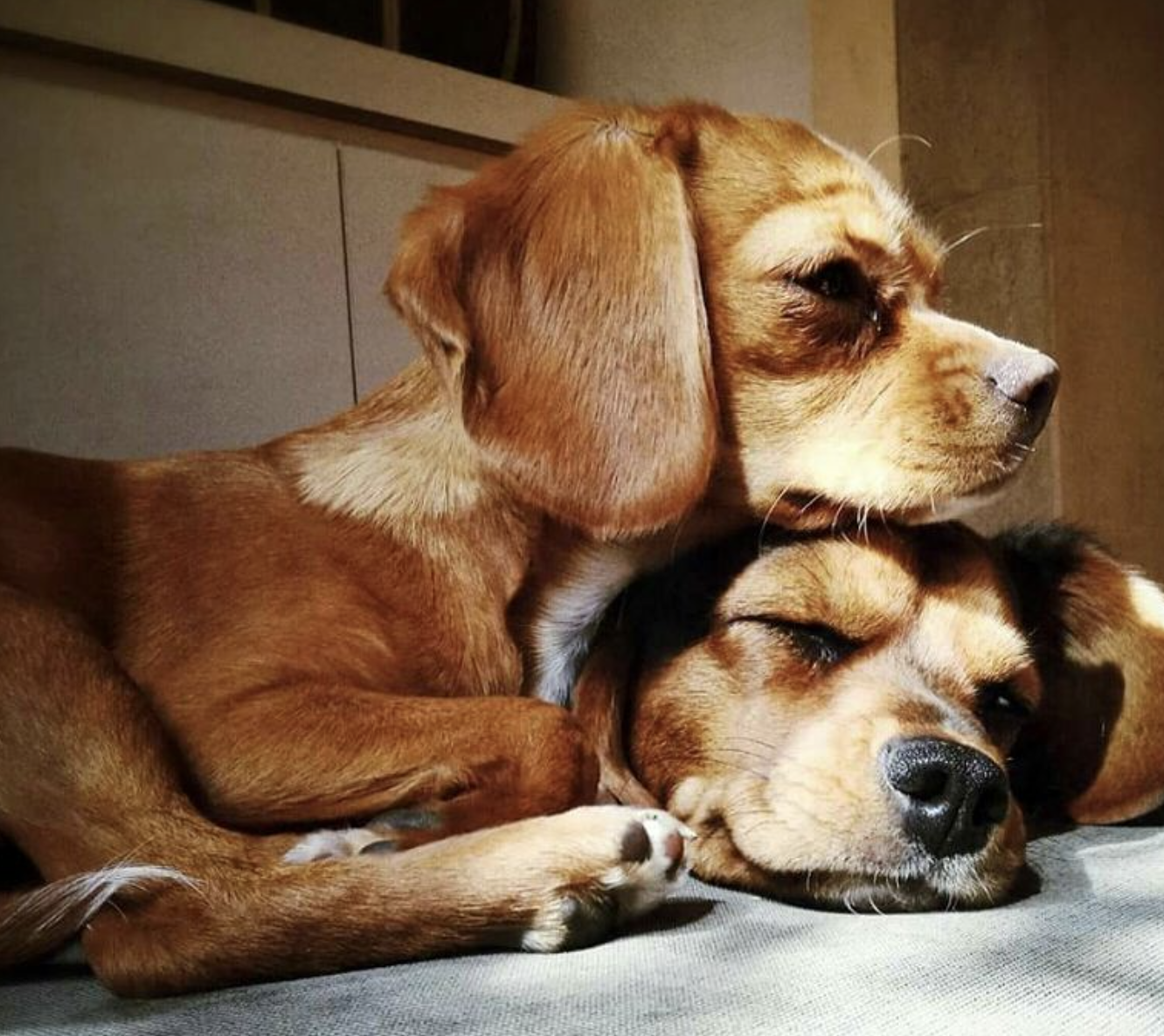 The Beaglier: The Complete Guide to a Loving and Playful Companion