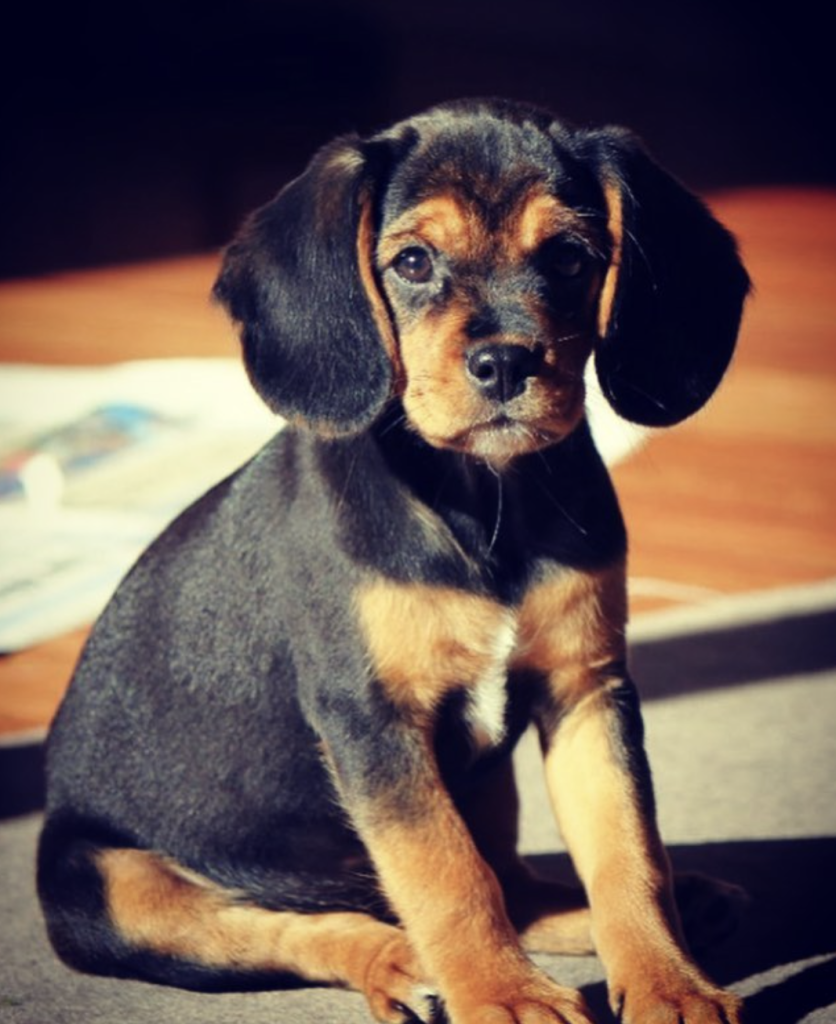 Beagliers have a small to medium build, with a well-proportioned body, round expressive eyes, and floppy ears. Their smooth coat comes in various colours, often in tricolour or bicolour patterns, adding to their charm.