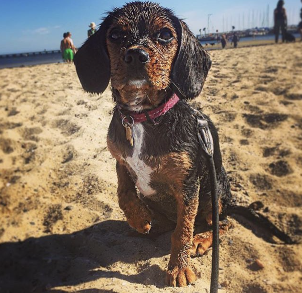 Beagliers require 30 to 60 minutes of daily exercise, such as walks, play sessions, and scent-based games. Regular physical activity keeps them happy, healthy, and mentally stimulated, preventing boredom-related behaviours.