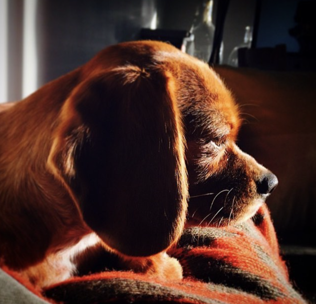 Beagliers adapt to various living spaces, including apartments and houses with gardens. They need regular exercise, a secure outdoor area, and thrive in homes where they get attention and aren't left alone often.