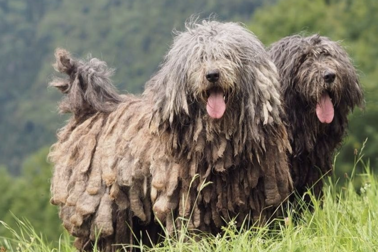Why the Bergamasco Dog Is the Most Unique Breed You’ve Never Heard Of